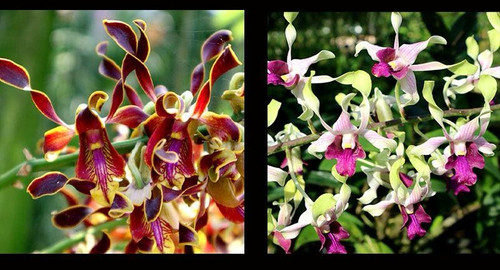 Dendrobium Jairak Spider x Dendrobium Budiono Lamtoro | Florida