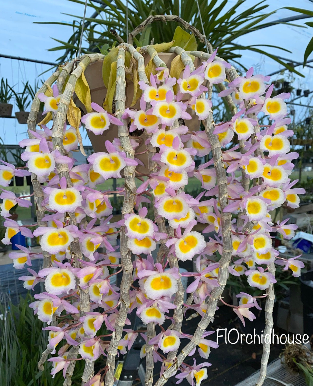 Sample Flowers & Plant