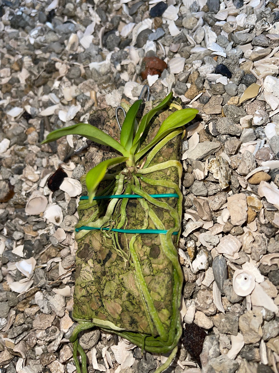 Sample Flowers & Plant