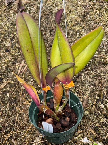 Rlc. Shang Ding Red Dragon | Florida Orchid House