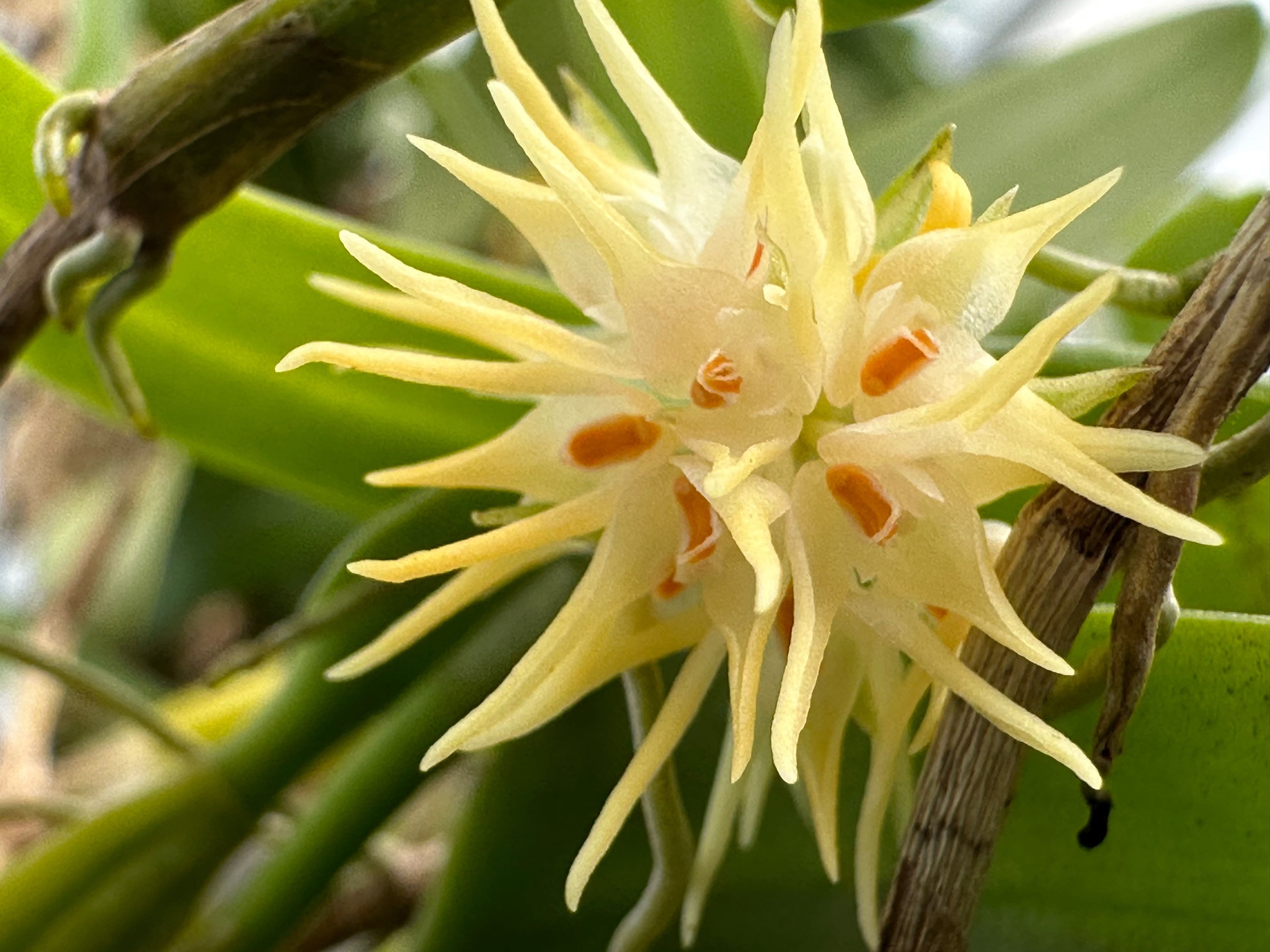 Sample Flowers & Plant