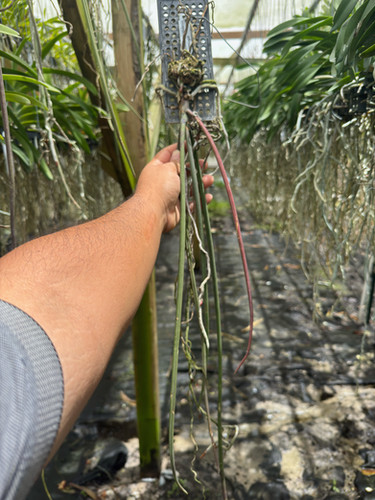 ソンガン ポラ Paraphalaenopsis labukensis X serpentilingua | Florida Orchid House