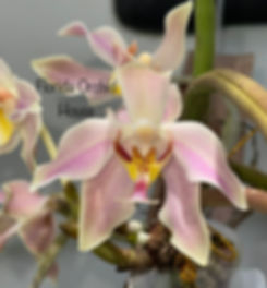 Sample Flowers & Plant