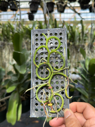Papilionanthe teres var. alba 'Olympic Rings' | Florida Orchid House