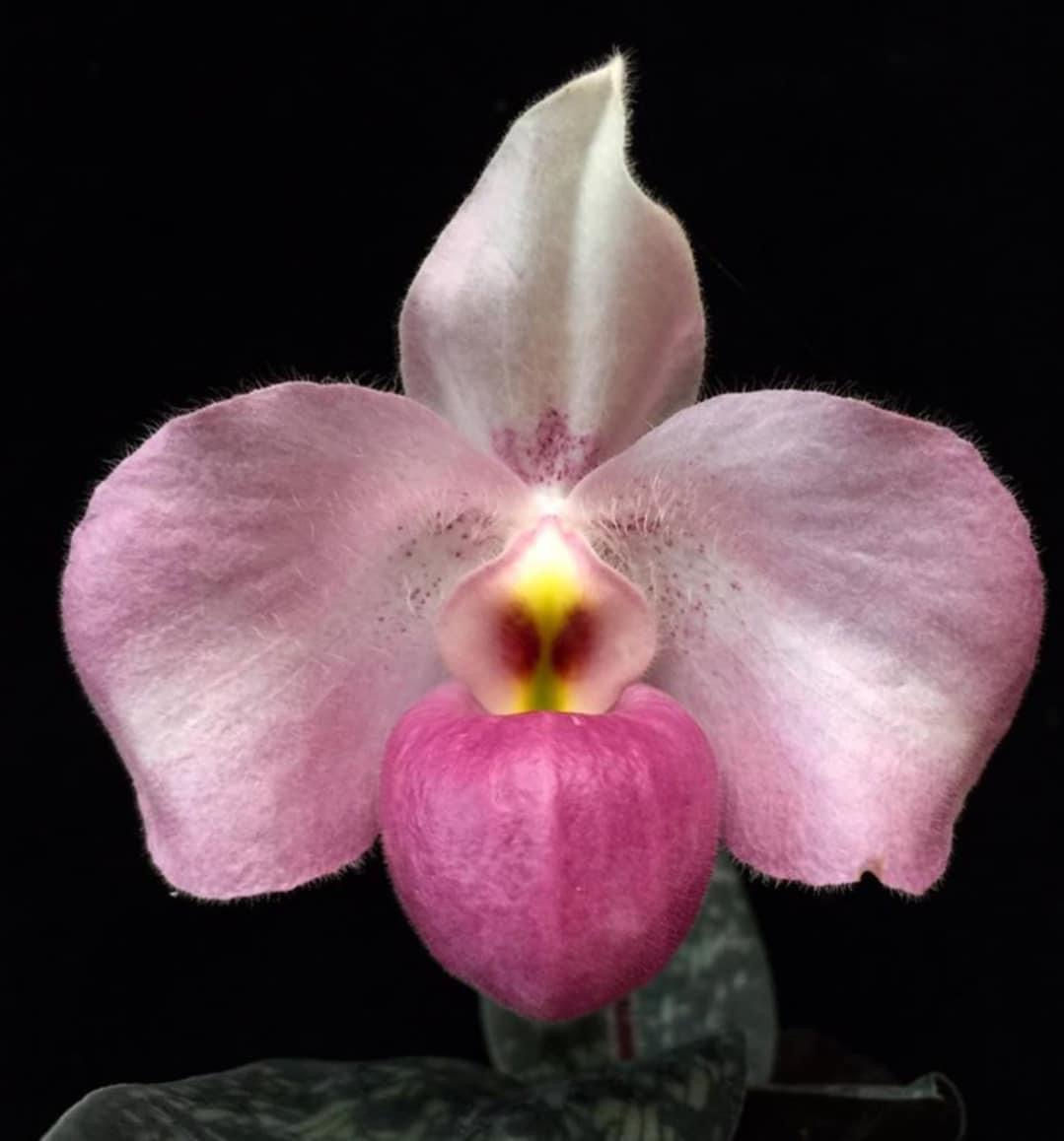 Sample Flowers & Plant