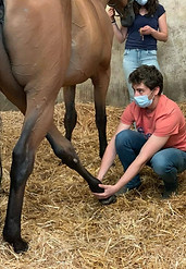 info sur l'ostéopathie, ostéopathe pour animaux eure et loir