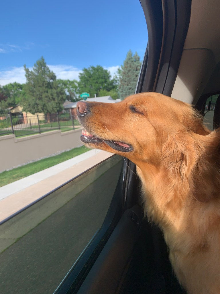 Dog sticking head out window