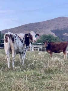 Cows in a field. 