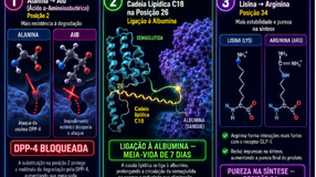 Infografico - Estrutura molecular das modificações da semaglutida