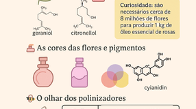 infografico