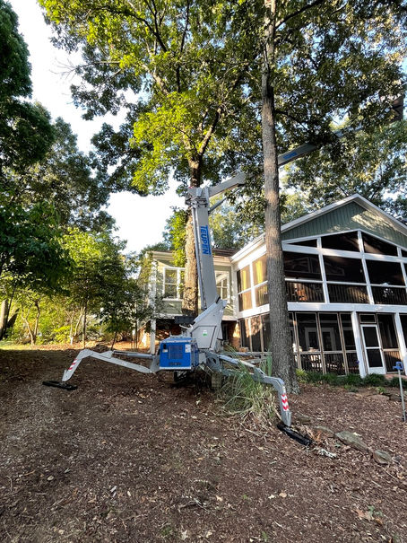 Advantages of Tree Removers Using Bucket Lifts