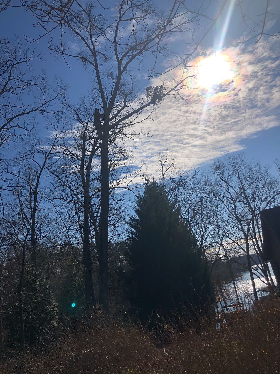 Beautiful trees in Hartwell, Ga that need trimming.