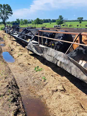 Cattle Feeders