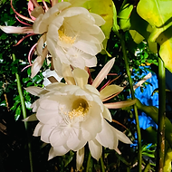 Queen of the night bloom