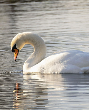 a white swan swimming on top of a lake_edited.jpg