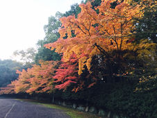 【お便り】本部・神山　秋の風景