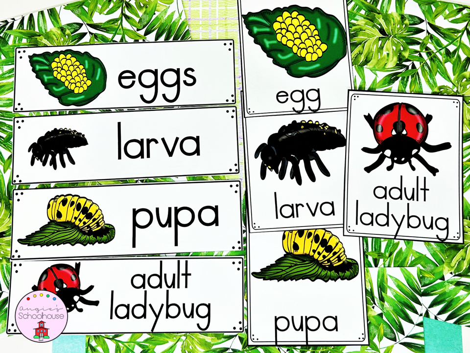 The Life Cycle of a Ladybug Word Wall Cards