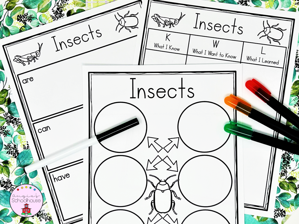 Insects Graphic Organizers