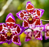 Orchid1.jpg