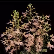 habenaria-15.jpg