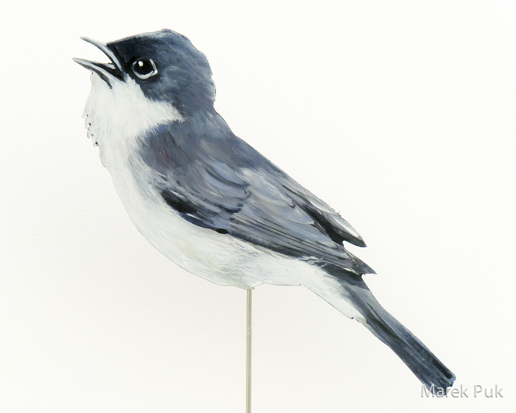 Klappergrasmücke 072a-Dekovogel