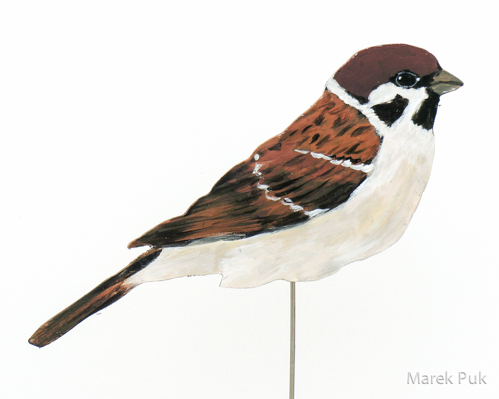 Feldsperling 032a-Dekovogel