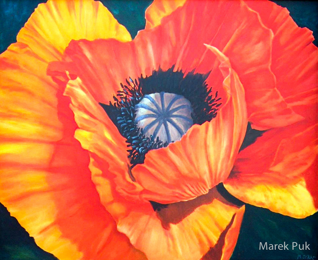 Großer Mohn