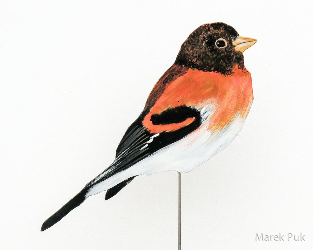 Bergfink 005a-Dekovogel