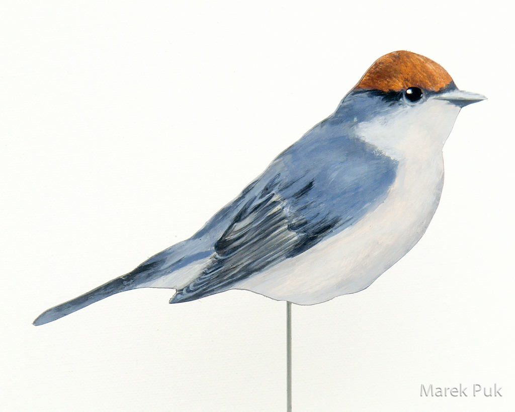 Mönchsgrasmücke (f) 065a-dekovogel