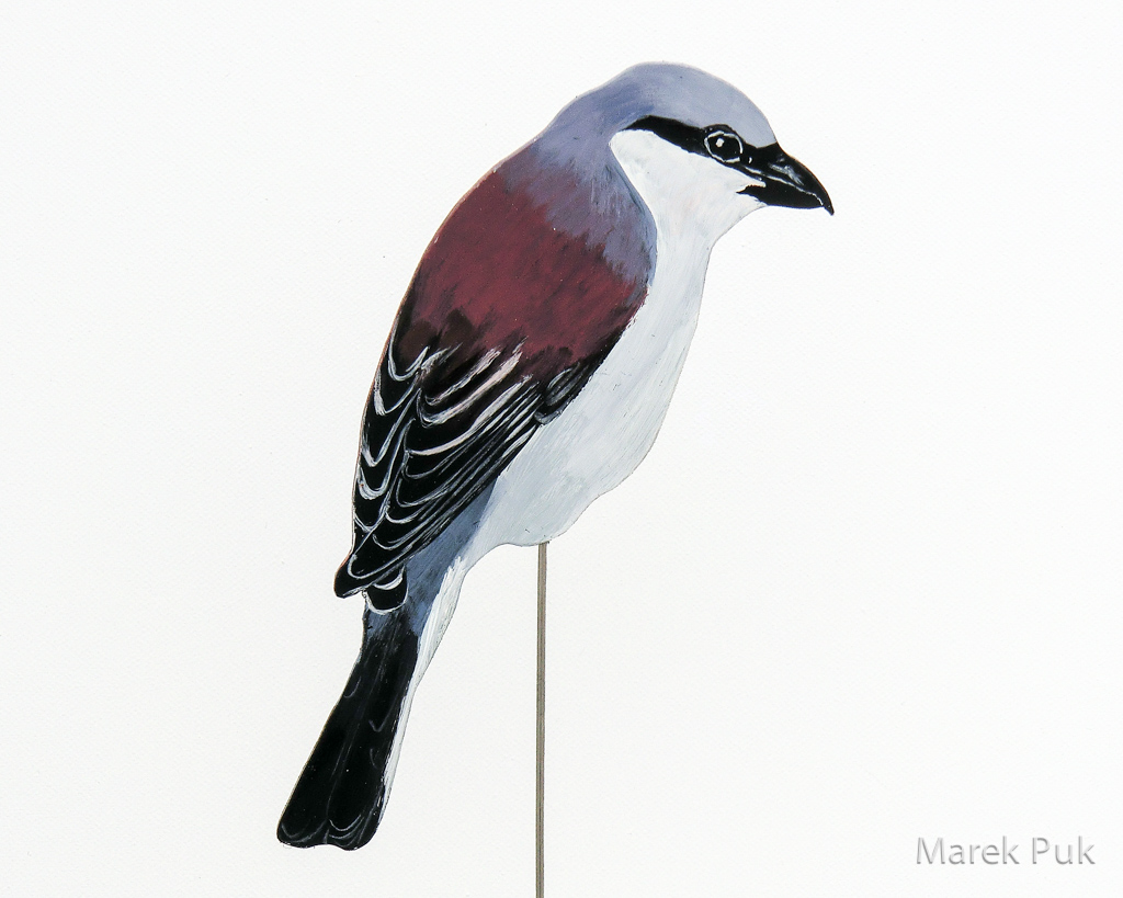 Rotrückenwürger 025b-Dekovogel