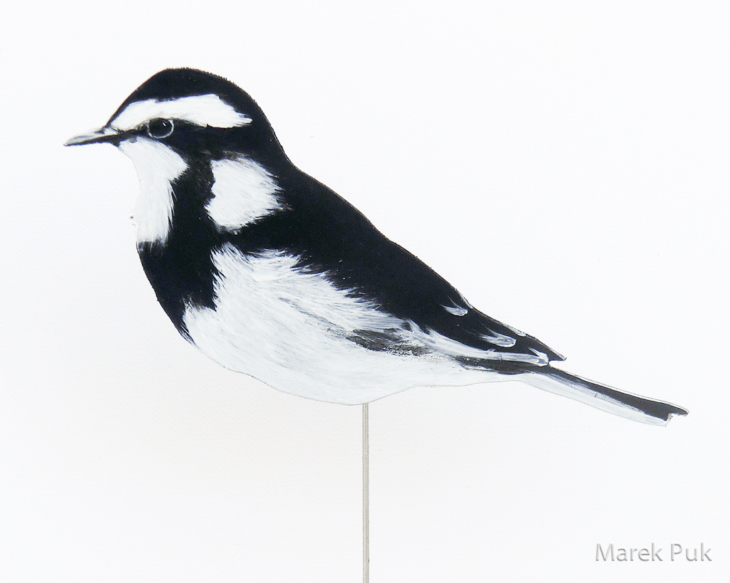 Witwenstelze 086a-Dkovogel