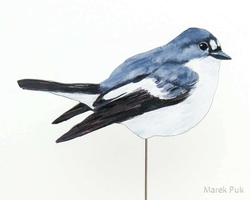 Trauerschnäpper 017a-Dekovogel
