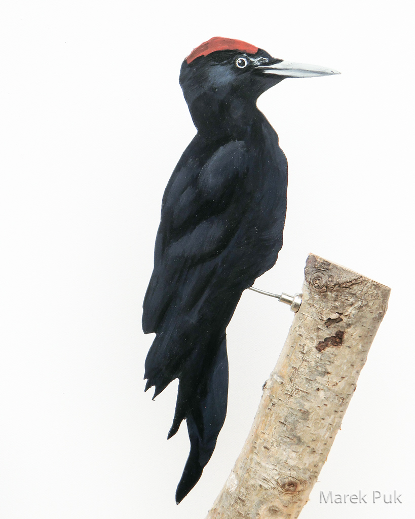 Schwarzspecht 029a-Dekovogel