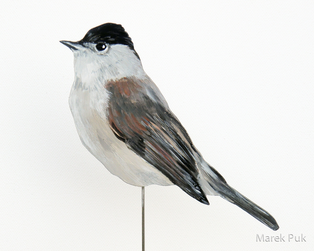 Mönchsgrasmücke (m) 065a-Dekovogel