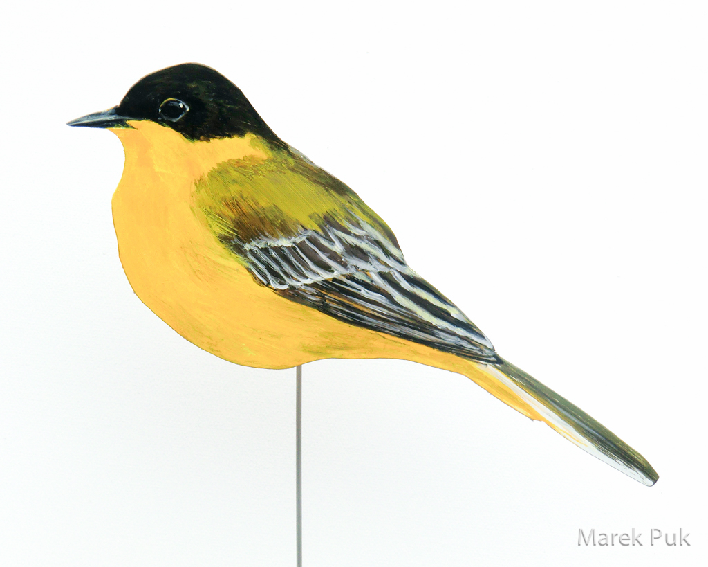 Maskenschafstelze 079a-Dekovogel