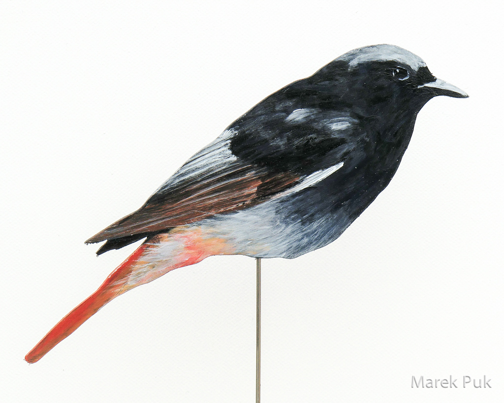 Hausrotschwanz 11a-Dekovogel
