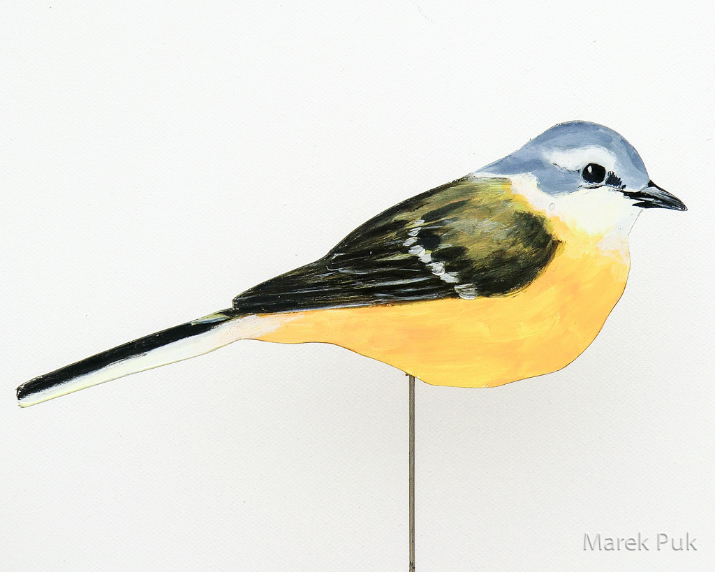 Schafstelze 037b-Dekovogel