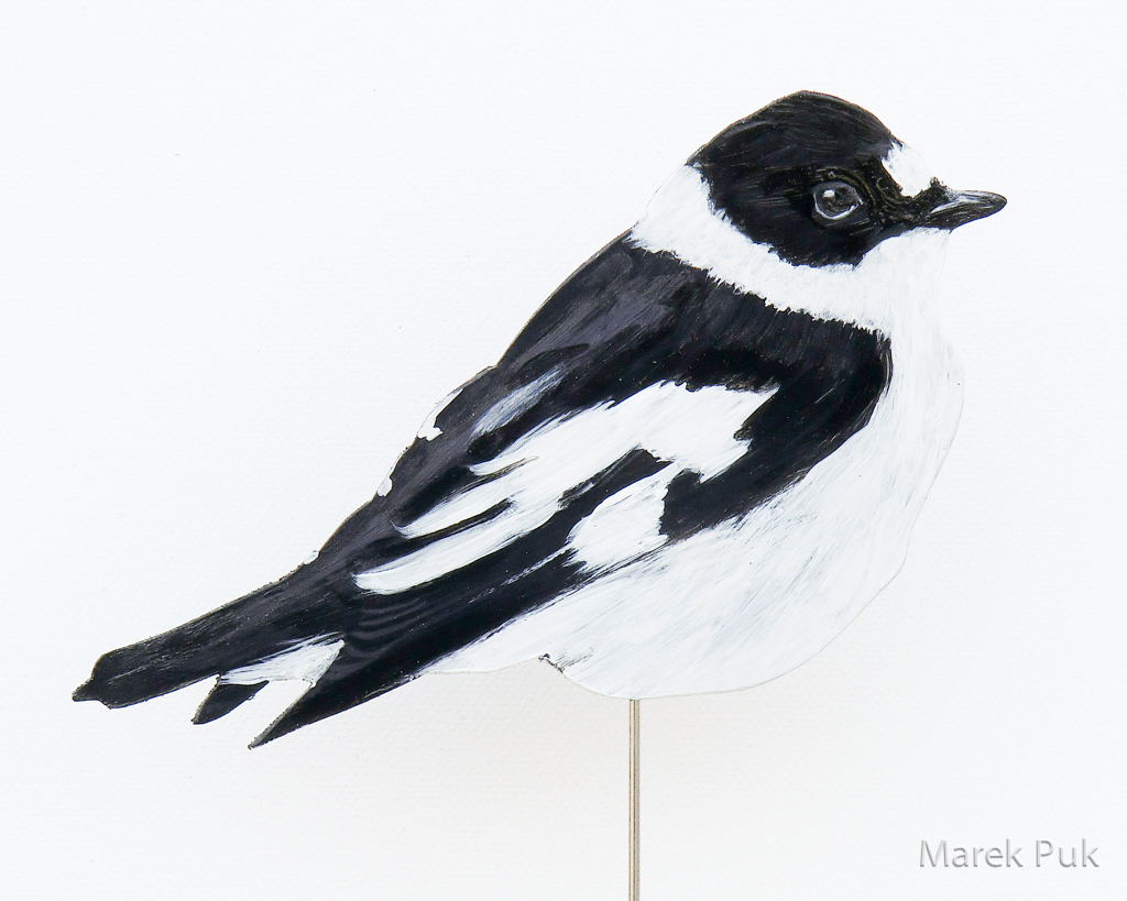 Halsbandschnäpper 073a-Dekovogel