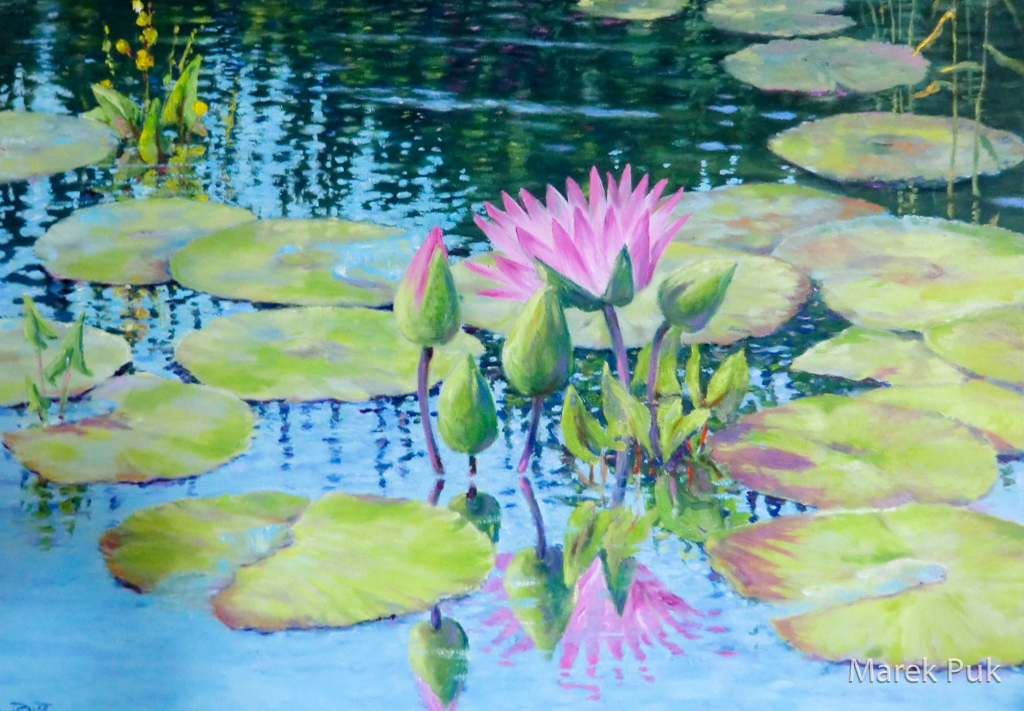 Seerosenteich rosa Blüten