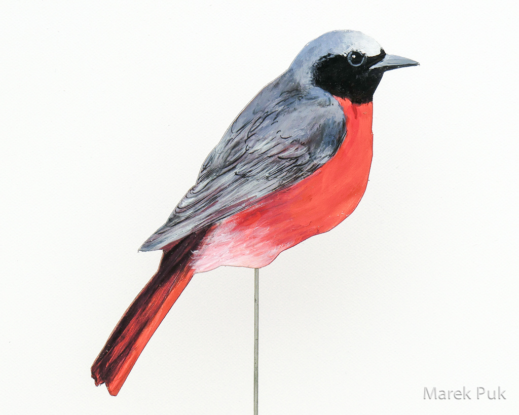 Gartenrotschwanz 012a-Dekovogel