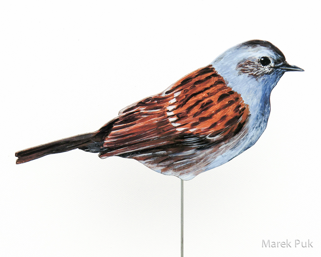 Heckenbraunelle 023a-Dekovogel