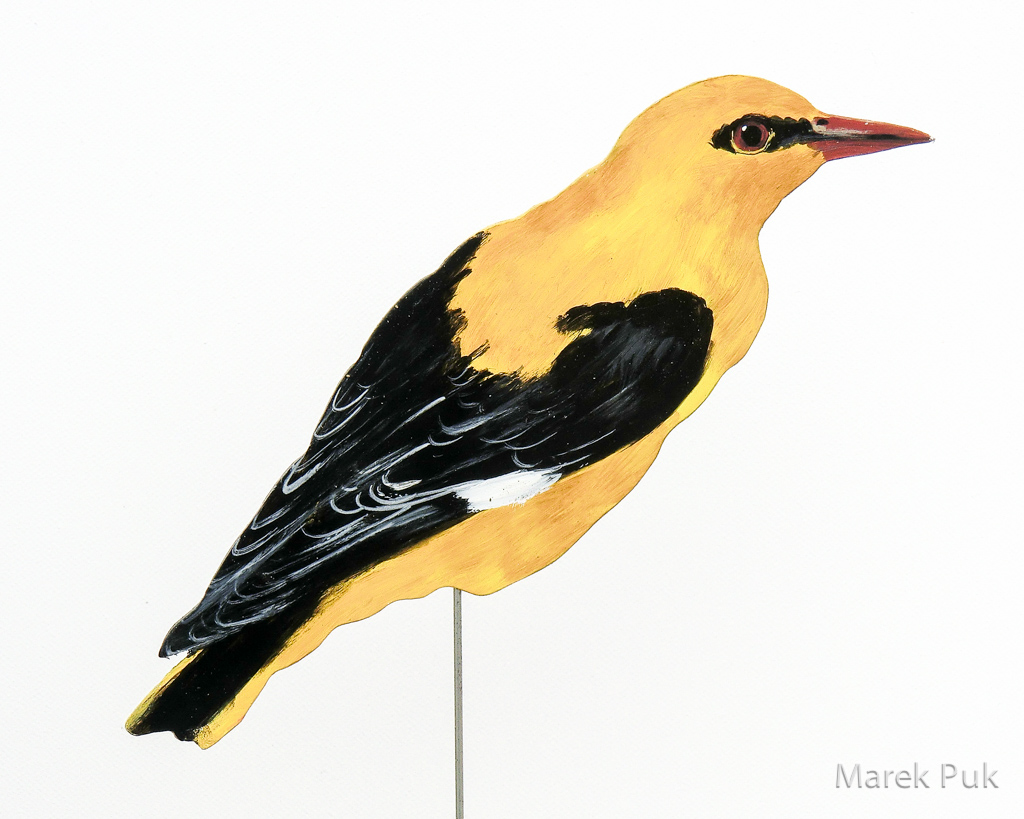 Pirol 039a-Dekovogel