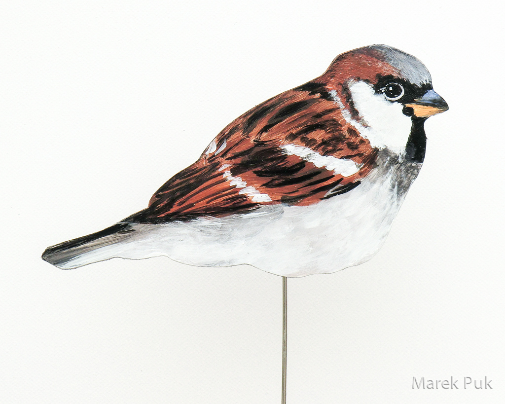 Haussperling 045a-dekovogel