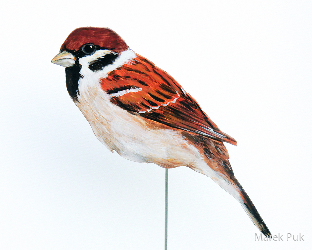 Feldsperling 032d-Dekovogel