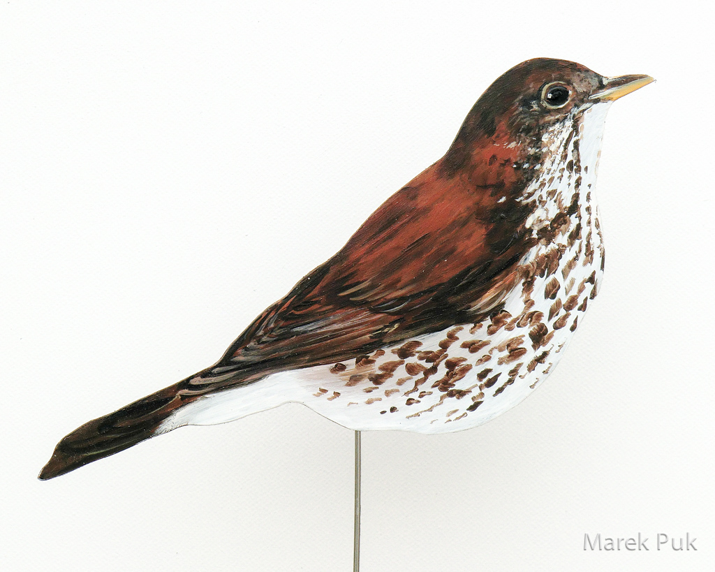 Singdrossel 015a-Dekovogel