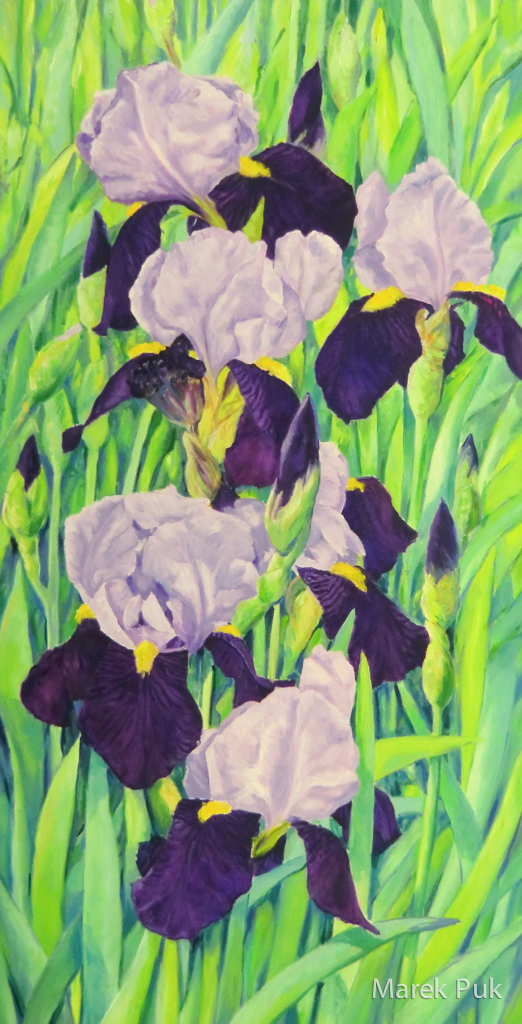 Iris zweifarbig hell-dunkelviolett