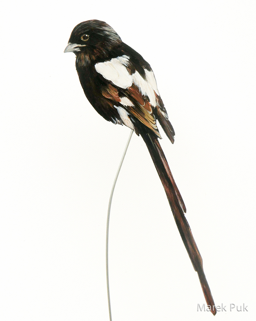 Elsterwürger 099a-Dekovogel