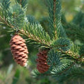 white spruce.jpeg