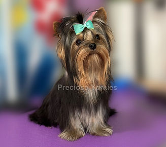 traditional yorkie