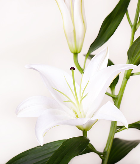 White Lily Flower